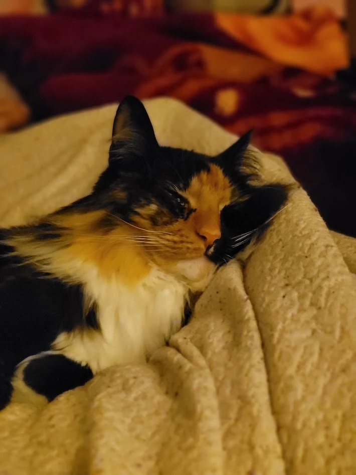 Freyja the cat