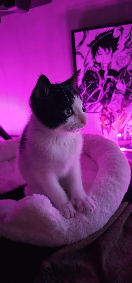 Gwen the cat