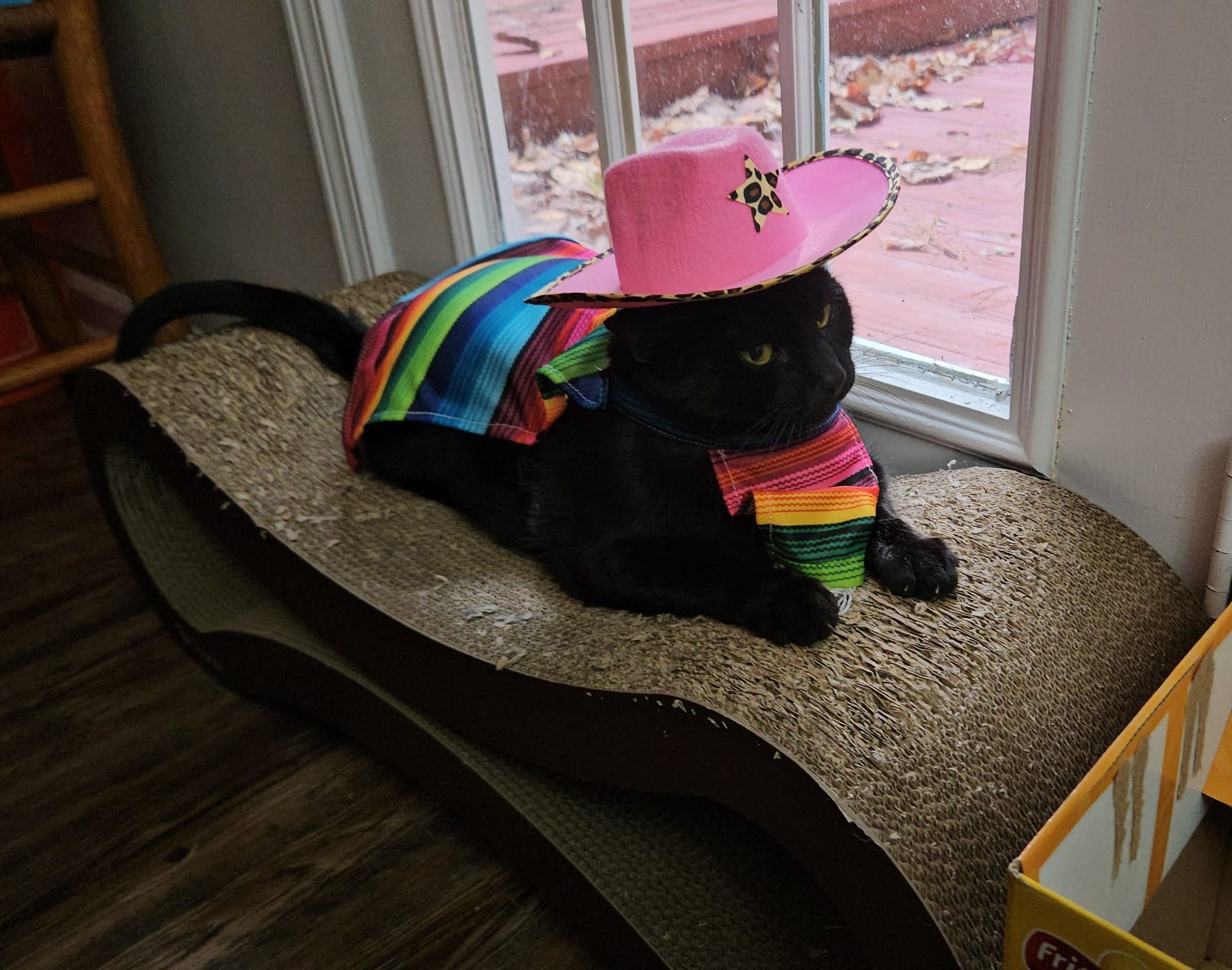 Odin the cat